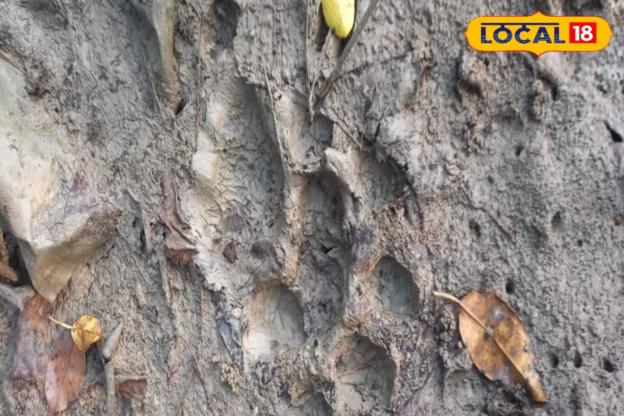 South 24 Parganas News: জঙ্গল ছেড়ে বাঘ চলে আসছে লোকালয় সংলগ্ন বনে! আতঙ্কিত মৈপাঠের গ্রামবাসীরা