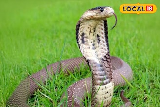 শীতঘুমে যাওয়ার আগে বাংলার সবথেকে বিষধর সাপের 'ইচ্ছে' পূরণ হল না!