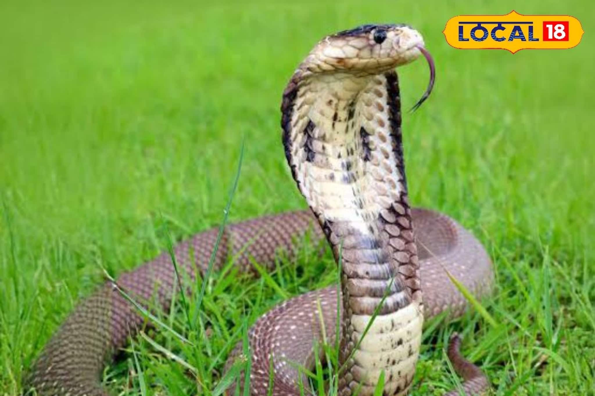 Alipurduar News: শীতঘুমে যাওয়ার আগে বাংলার সবথেকে বিষধর সাপের 'ইচ্ছে' পূরণ হল না! লোভের বশে লোকালয়ে এসেই পড়ল মুশকিলে