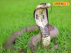 শীতঘুমে যাওয়ার আগে বাংলার সবথেকে বিষধর সাপের 'ইচ্ছে' পূরণ হল না!