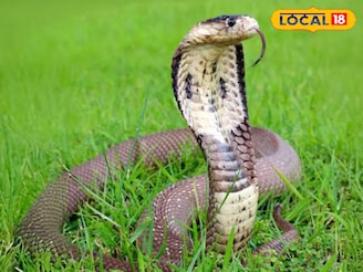 শীতঘুমে যাওয়ার আগে বাংলার সবথেকে বিষধর সাপের 'ইচ্ছে' পূরণ হল না!