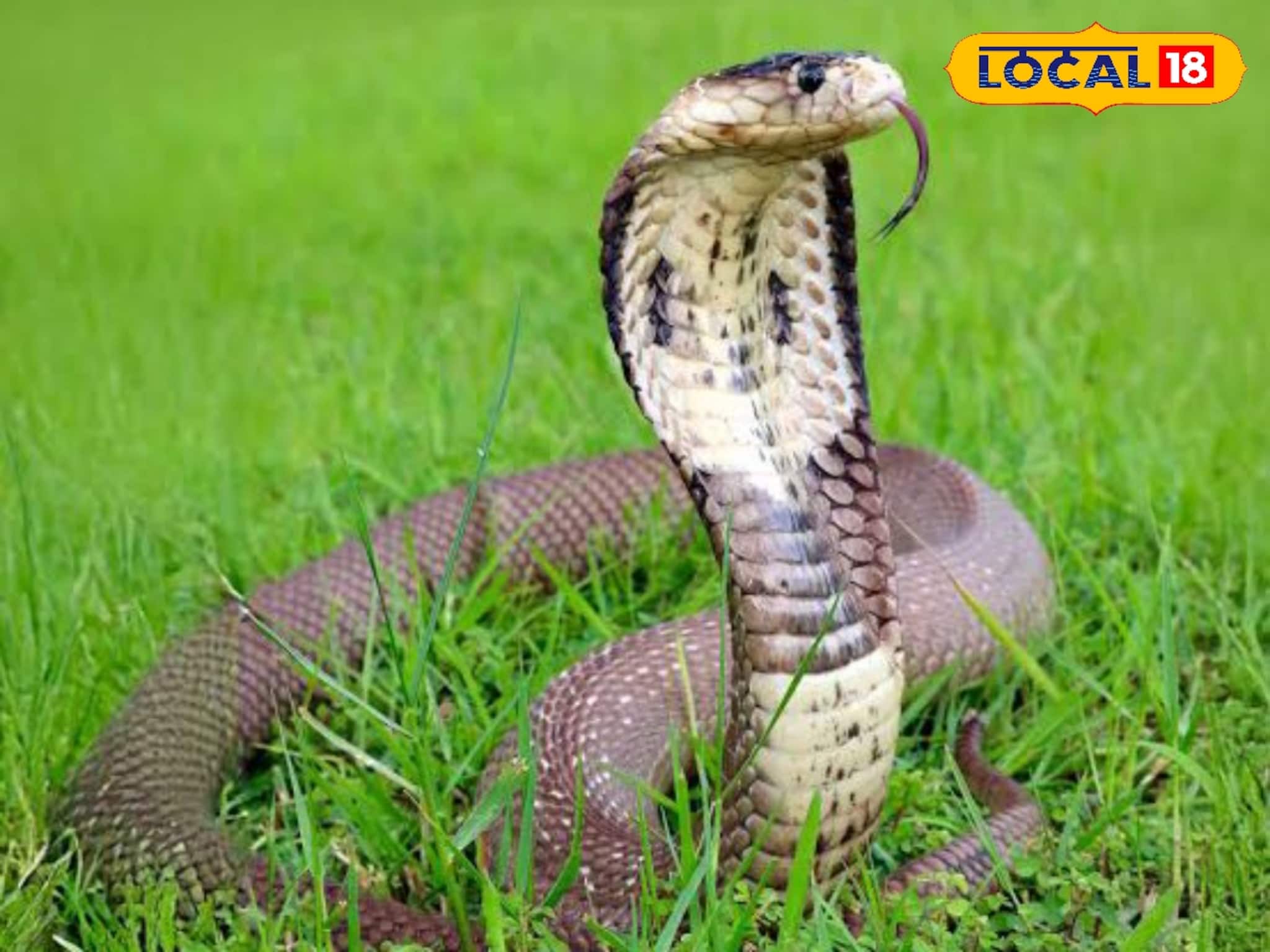 Alipurduar News: শীতঘুমে যাওয়ার আগে বাংলার সবথেকে বিষধর সাপের 'ইচ্ছে' পূরণ হল না! লোভের বশে লোকালয়ে এসেই পড়ল মুশকিলে