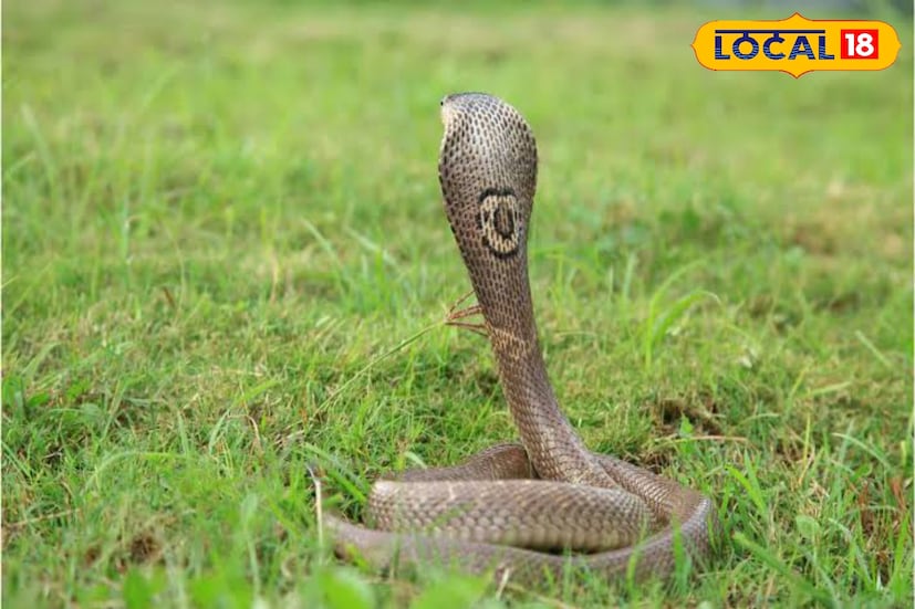 কিছুদিন ধরে এই এলাকায় দেখা যাচ্ছিল এই বিশালাকারের সাপটিকে। তবে কখন,কোথায় চলে যাচ্ছিল কেউ বুঝে উঠতে পারছিল না। এর আগেও একদিন বনকর্মীরা এসে এলাকা দিয়ে ঘুরে যায়। তবে সাপটিকে উদ্ধার করা যায়নি।