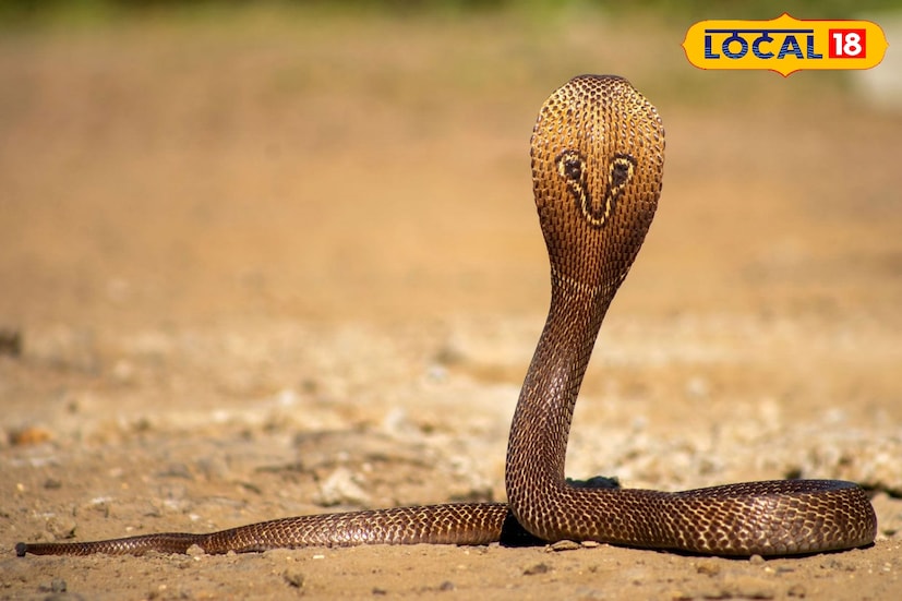 অবশেষে গতকাল রাতে এলাকার এক বাড়িতে সন্ধ্যার থেকে আশ্রয় নিয়েছিল সাপটি। এলাকাবাসীরা এরপর খবর দেয় জলদাপাড়া বন বিভাগের নীলপাড়া রেঞ্জ অফিসে। খবর পাওয়ার কিছুক্ষনের মধ্যেই বনকর্মীরা এসে সাপটিকে উদ্ধার করে নিয়ে যায়।বনকর্মীদের তরফে জানা যায় সাপটি ইন্ডিয়ান কোবরা প্রজাতির সাপ। 