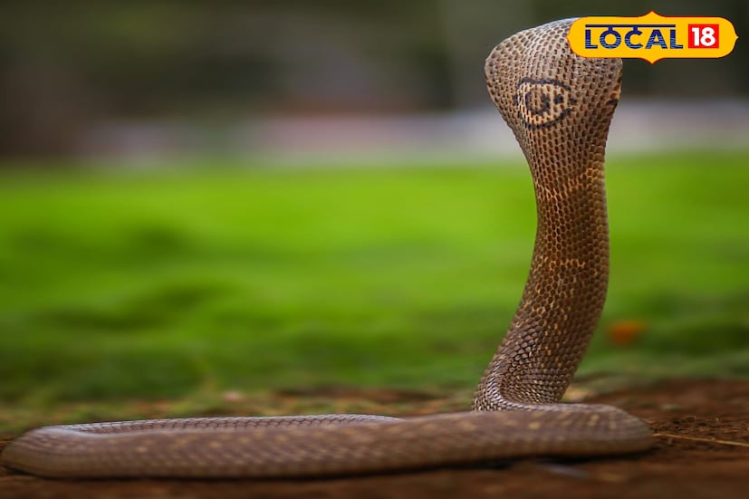 ইন্ডিয়ান কোবরা একটি মাঝারি আকারের, ভারী দেহের প্রজাতি। এই কোবরা প্রজাতিটিকে সহজেই এর অপেক্ষাকৃত বড় ফণা দ্বারা চিহ্নিত করা যায়, যা হুমকির মুখে পড়লে প্রসারিত হয়।