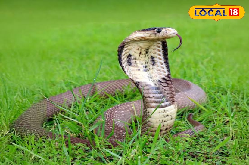 বনকর্মীদের তরফে জানা যায় এই সাপের গায়ের রং অনেক ক্ষেত্রে হালকা হলুদ আবার কিছু ক্ষেত্রে গাঢ় হলুদ রঙের হয়। প্রাপ্ত বয়স্ক সাপ হলে ৩ ফিট লম্বা হয়। পশ্চিমবঙ্গ-এর সবচেয়ে বিষাক্ত সাপ এটি।