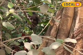 এসআইআর-এর ভয়! নাকি প্রতিবাদ! সাতসকালে গাছে উঠে পড়লেন মহিলা, হিমশিম খেল পুলিশ, দমকল!