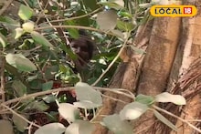 SIR: এসআইআর-এর ভয়! নাকি প্রতিবাদ! সাতসকালে গাছে উঠে পড়লেন মহিলা, হিমশিম খেল পুলিশ, দমকল! উত্তরপাড়ায় হইচই