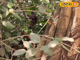 এসআইআর-এর ভয়! নাকি প্রতিবাদ! সাতসকালে গাছে উঠে পড়লেন মহিলা, হিমশিম খেল পুলিশ, দমকল!