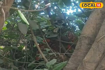 এসআইআর-এর ভয়! নাকি প্রতিবাদ! সাতসকালে গাছে উঠে পড়লেন মহিলা, হিমশিম খেল পুলিশ, দমকল!