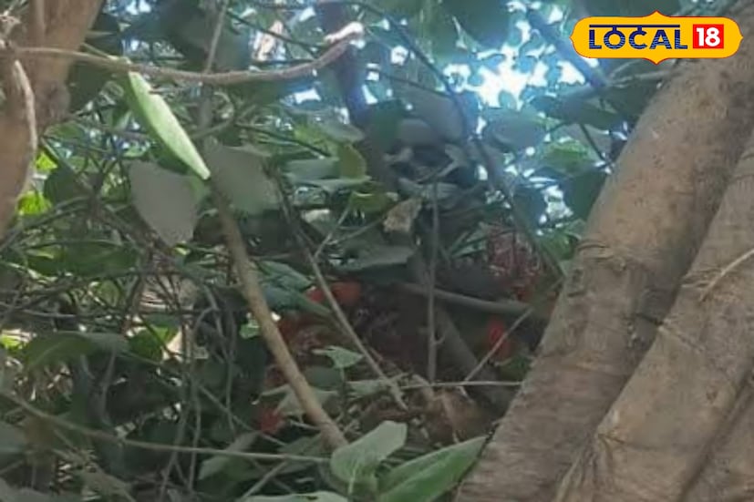 পুলিশ জানিয়েছে, আমরা মহিলাকে নামানোর চেষ্টা করছি। দমকল বাহিনীকেও খবর দেওয়া হয়েছে ।তবে কি কারণে ঐ মহিলাকে গাছে উঠে আছেন তা তদন্ত করে দেখা হবে।