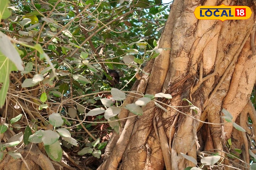 বৃহস্পতিবার ভোর রাত থেকে উত্তরপাড়া পুরসভার ২৪ নম্বর ওয়ার্ডে কলোনী এলাকায় বট গাছে মহিলা বসে আছেন বলেই জানা গিয়েছে।