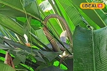 গাছের ডালে রোদ পোহাচ্ছে বিশাল সাপ! জলপাইগুড়ির এলাকায় আতঙ্ক