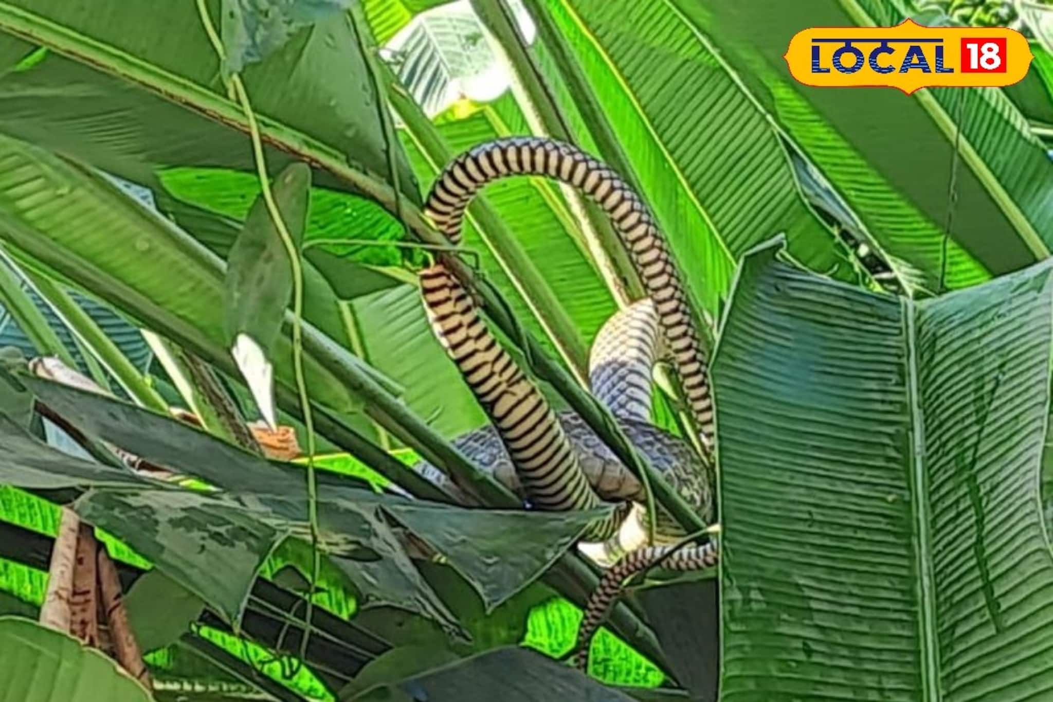 Snake : গাছের ডালে রোদ পোহাচ্ছে বিশাল সাপ! জলপাইগুড়ির এলাকায় আতঙ্ক, দৃশ্য দেখতে রাস্তার উপর জমে গেল ভিড়