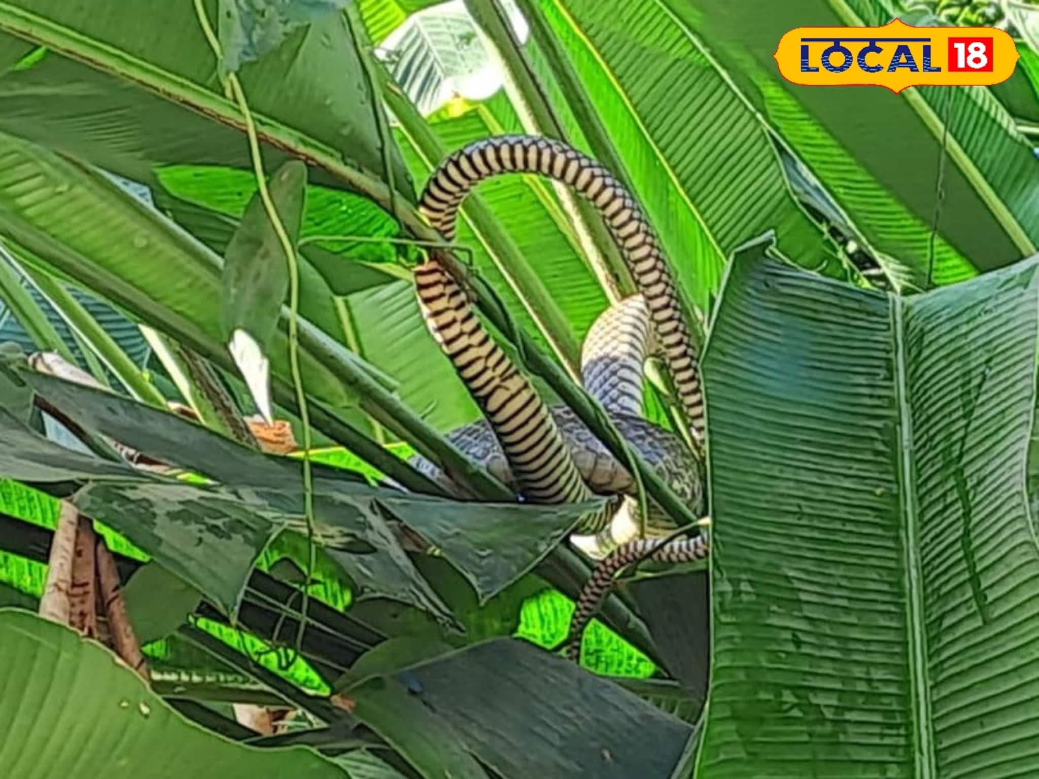 Snake : গাছের ডালে রোদ পোহাচ্ছে বিশাল সাপ! জলপাইগুড়ির এলাকায় আতঙ্ক, দৃশ্য দেখতে রাস্তার উপর জমে গেল ভিড়
