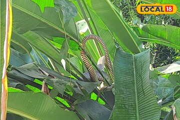 গাছের ডালে রোদ পোহাচ্ছে বিশাল সাপ! জলপাইগুড়ির এলাকায় আতঙ্ক