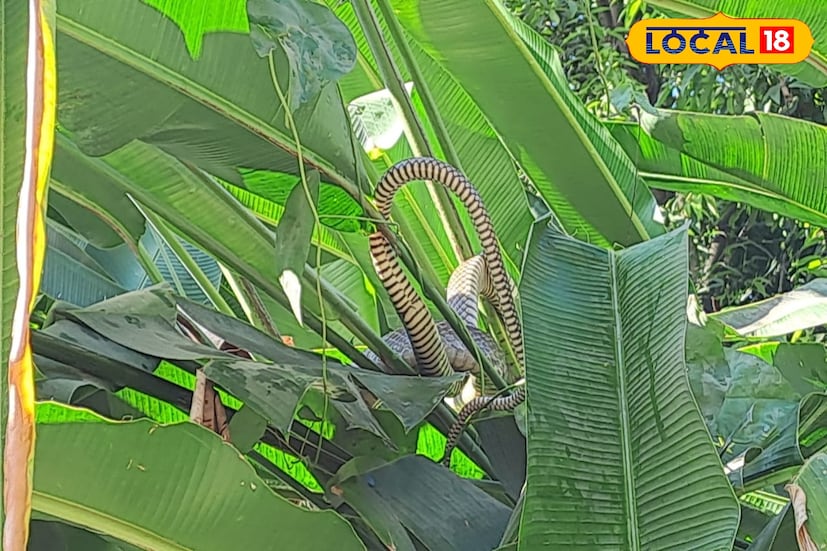 গাছের ডালে ঝুলে রোদ পোহাচ্ছে দড়ির মতো কি! বুঝতে পেরেই হতবাক এলাকাবাসী! একি গাছের ফাঁক দিয়ে উঁকি দিচ্ছে বিশাল সাপ! ঘটনায় জলপাইগুড়ির বাবুপাড়ায় চাঞ্চল্য। 