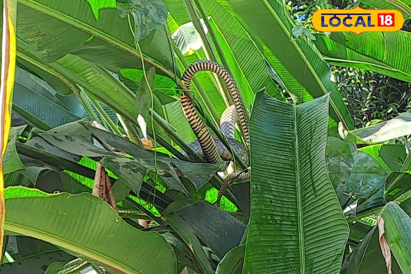 এ বিষয়ে সংশ্লিষ্ট মহল জানিয়েছেন, শীতে রোদ উঠতেই সাপেরা শরীর গরম করতে বাইরে বেরোয় তাই গাছের মাঝখানে তার অবস্থান অস্বাভাবিক নয়। তবে জনবহুল এলাকায় সাপ দেখা গেলে ভিড় না করে নিরাপদ দূরত্বে থাকার পরামর্শ দিয়েছেন তারা। দিনের ব্যস্ত সময়ে শহরের মধ্যে এমন এক অপ্রত্যাশিত দৃশ্য একসঙ্গে আতঙ্ক ও শিহরণ—সত্যিই অবাক করেছে জলপাইগুড়ি বাসীকে! 