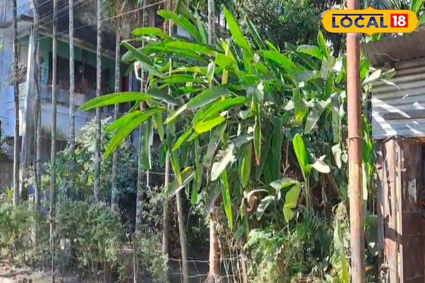 সাপটি গাছের কাণ্ডের সঙ্গে শক্ত করে জড়িয়ে ছিল এবং রোদের উষ্ণতা নিচ্ছিল বলেই অনুমান স্থানীয়দের। ভয় ও কৌতূহল মিলিয়ে বহু মানুষ ভিড় জমাতে শুরু করায় পরিস্থিতি সামলাতে এলাকার কয়েকজন মিলে চারদিক ফাঁকা রাখার চেষ্টা করেন। 