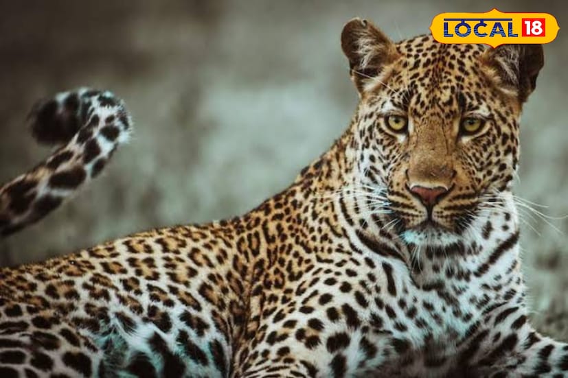 লেপার্ড এলাকার বাসিন্দাদের বাড়ি থেকে হাঁস, মুরগি টেনে নিয়ে যাচ্ছিল বলে অভিযোগ। বাসিন্দারা বন দফতরকে বিষয়টি জানালে, বন দফতরের তরফ থেকে এই চা বাগানে নীচ লাইনে খাঁচা বসানো হয়। 