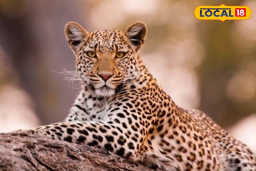 এবার সেই খাঁচায় বন্দি হচ্ছে লেপার্ড। এদিন সকালে লেপার্ড দেখে বাসিন্দারা বন দফতরে খবর দেন। ঘটনাস্থলে বনকর্মীরা পৌঁছে খাঁচাবন্দি লেপার্ড উদ্ধার করে নিয়ে যান।