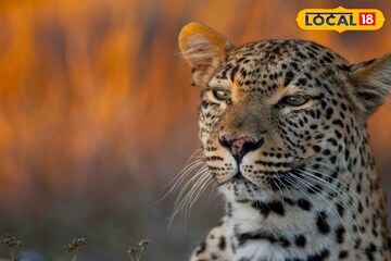 বাড়ি থেকে টেনে নিয়ে যাচ্ছিল হাঁস, মুরগি! ডিমডিমা চা বাগান থেকে ফের লেপার্ড উদ্ধার