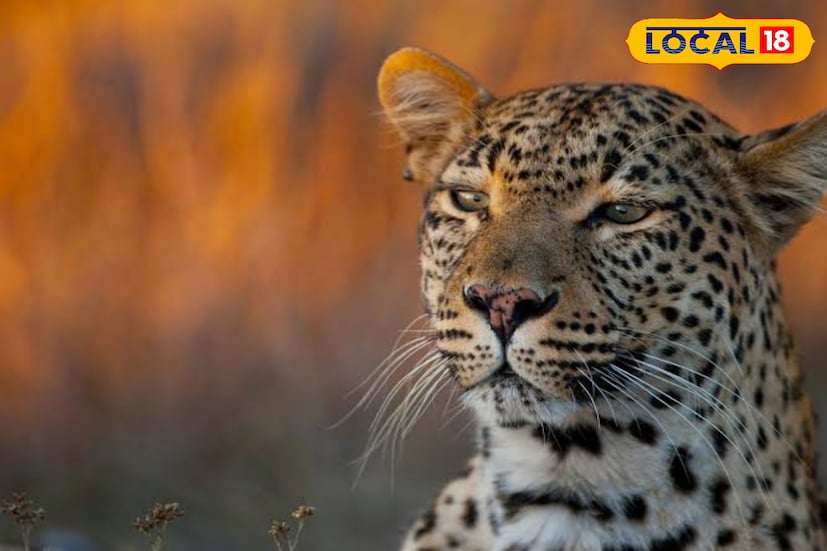 এক সপ্তাহের মধ্যে দু'বার। একই জায়গা থেকে খাঁচাবন্দি হল লেপার্ড। ডিমডিমা চা বাগানে এখনও আতঙ্ক কমছে না। এই বাগানের বাসিন্দাদের দাবি আরও লেপার্ড রয়েছে বাগানে। (ছবি ও তথ্যঃ অনন্যা দে)