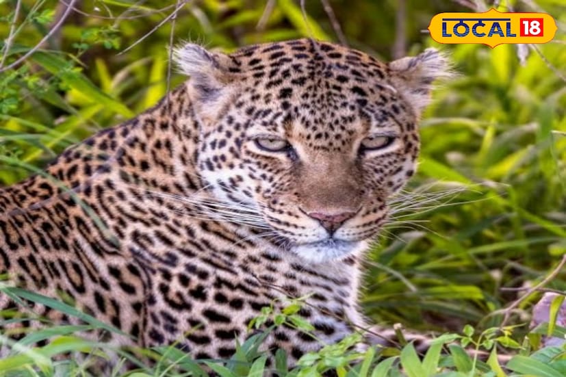 তবে শুধু এগুলিই নয়, এলাকায় আরও লেপার্ড রয়েছে বলে জানাচ্ছেন বাসিন্দারা। তাঁরা লেপার্ডের ছানা দেখেছেন এলাকায়। এই বাগানে লেপার্ড বংশ বিস্তার করেছে বলে জানিয়েছেন তাঁরা। বিষয়টি বন দফতর দেখছে। (ছবি ও তথ্যঃ অনন্যা দে)