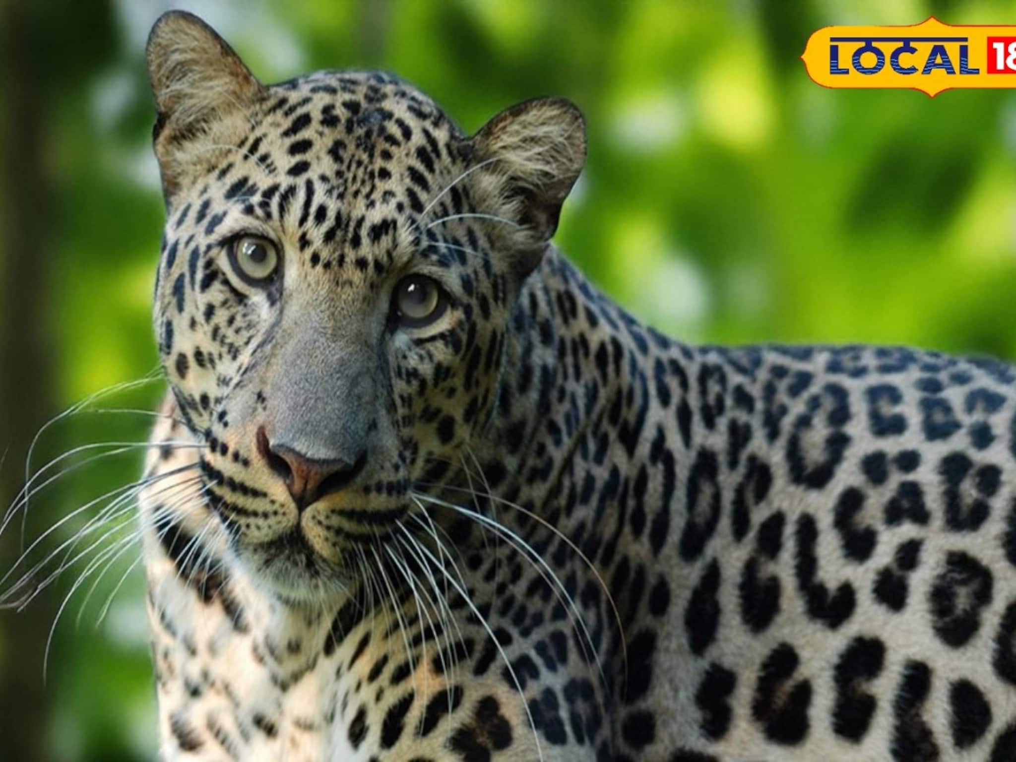 সরষে ক্ষেতে কাজ করার সময় চিতাবাঘের হানায় গুরুতর জখম কৃষক