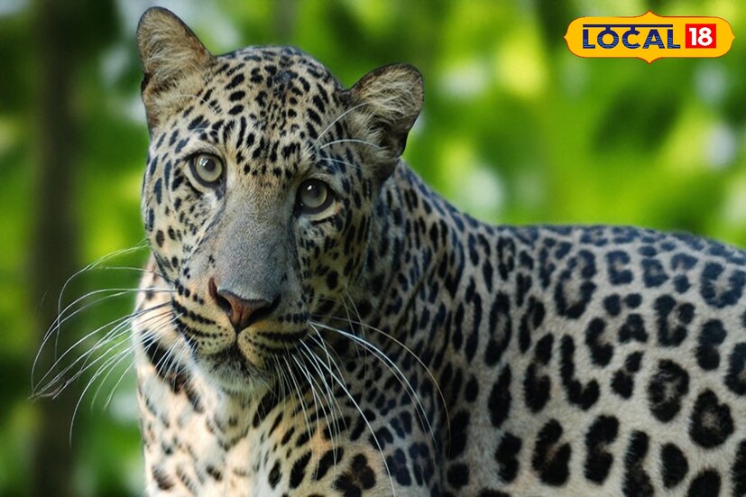 গতকাল রাতে ডিমডিমা চা বাগানের নীচ লাইন এলাকায় বন দফতরের পাতা খাঁচায় পূর্ণবয়স্ক লেপার্ডটি বন্দি হয়। বেশ কিছুদিন ধরে এই চা বাগানে লেপার্ডের আনাগোনা বেড়েছিল। বাগানের এই স্থান থেকে এক সপ্তাহ আগেও একটি লেপার্ড উদ্ধার হয়।