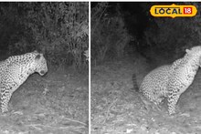 Tiger at Purulia: বনবিভাগের ট্রাপ ক্যামেরায় নতুন পুরুষ চিতার ছবি, খুশির হাওয়া জঙ্গলমহলে!