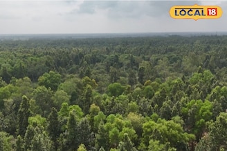 হুরহুড়িয়ার জঙ্গল যেন 'স্বর্গ'...! চন্দ্রকোনার এই জায়গাটি চেনেন? শীতে মিস করলে আফসোস করবেন