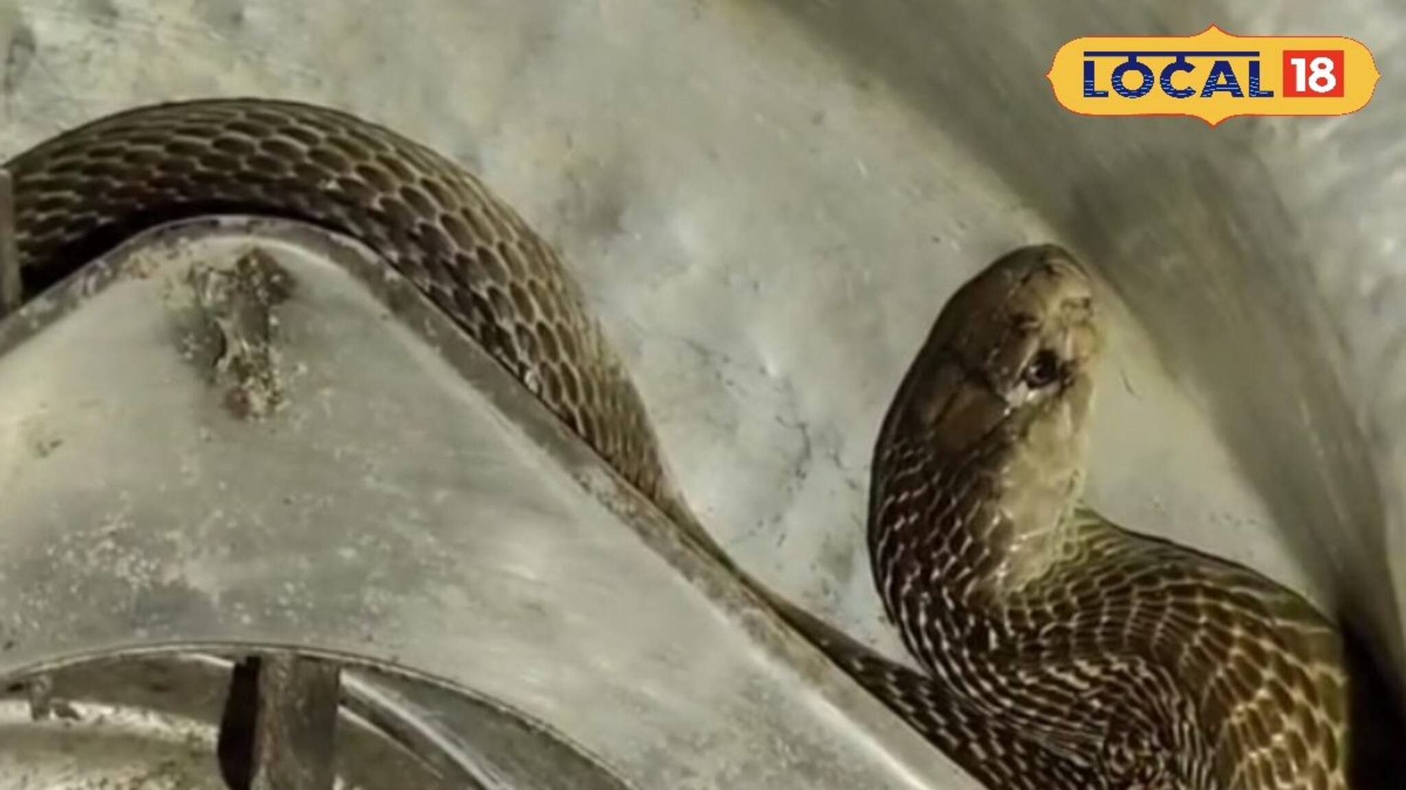 Jalpaiguri Gokhra Snake: ভাতের হাঁড়ির ভেতর সাড়ে চার ফুট লম্বা গোখরো সাপ! অল্পের জন্য প্রাণে বাঁচলেন যুবক! চাঞ্চল্য ছড়াল এলাকায়