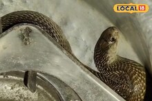 ভাতের হাঁড়ির ভেতর সাড়ে চার ফুট লম্বা গোখরো সাপ! অল্পের জন্য প্রাণে বাঁচলেন যুবক!