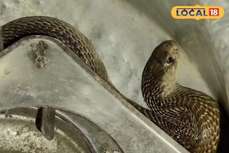 ভাতের হাঁড়ির ভেতর সাড়ে চার ফুট লম্বা গোখরো সাপ! অল্পের জন্য প্রাণে বাঁচলেন যুবক!