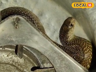 ভাতের হাঁড়ির ভেতর সাড়ে চার ফুট লম্বা গোখরো সাপ! অল্পের জন্য প্রাণে বাঁচলেন যুবক!