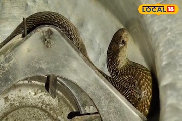 ভাতের হাঁড়ির ভেতর সাড়ে চার ফুট লম্বা গোখরো সাপ! অল্পের জন্য প্রাণে বাঁচলেন যুবক! ভাতের হাঁড়ির ভেতর সাড়ে চার ফুট লম্বা গোখরো সাপ! অল্পের জন্য প্রাণে বাঁচলেন যুবক!