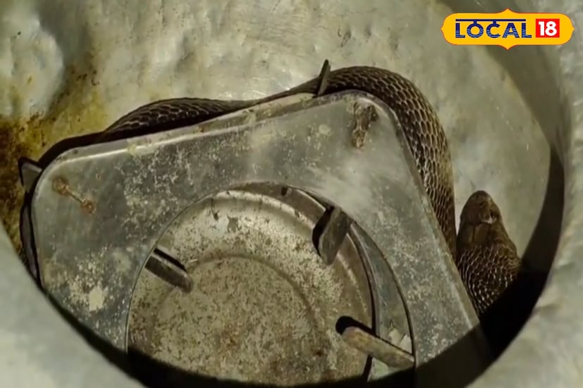 স্থানীয়দের মধ্যে হুলুস্থুল পড়ে যায়। খবর দেওয়া হয় পরিবেশপ্রেমী সংগঠনের সদস্যদের। তাঁদের আসার আগেই এলাকার যুবকেরা দেখতে পান—গ্যাসের উনুনের টেবিলের তলায় রাখা হাঁড়ির ভেতর কুণ্ডলী পাকিয়ে বসে আছে প্রায় সাড়ে চার ফুট লম্বা একটি গোখরা সাপ।