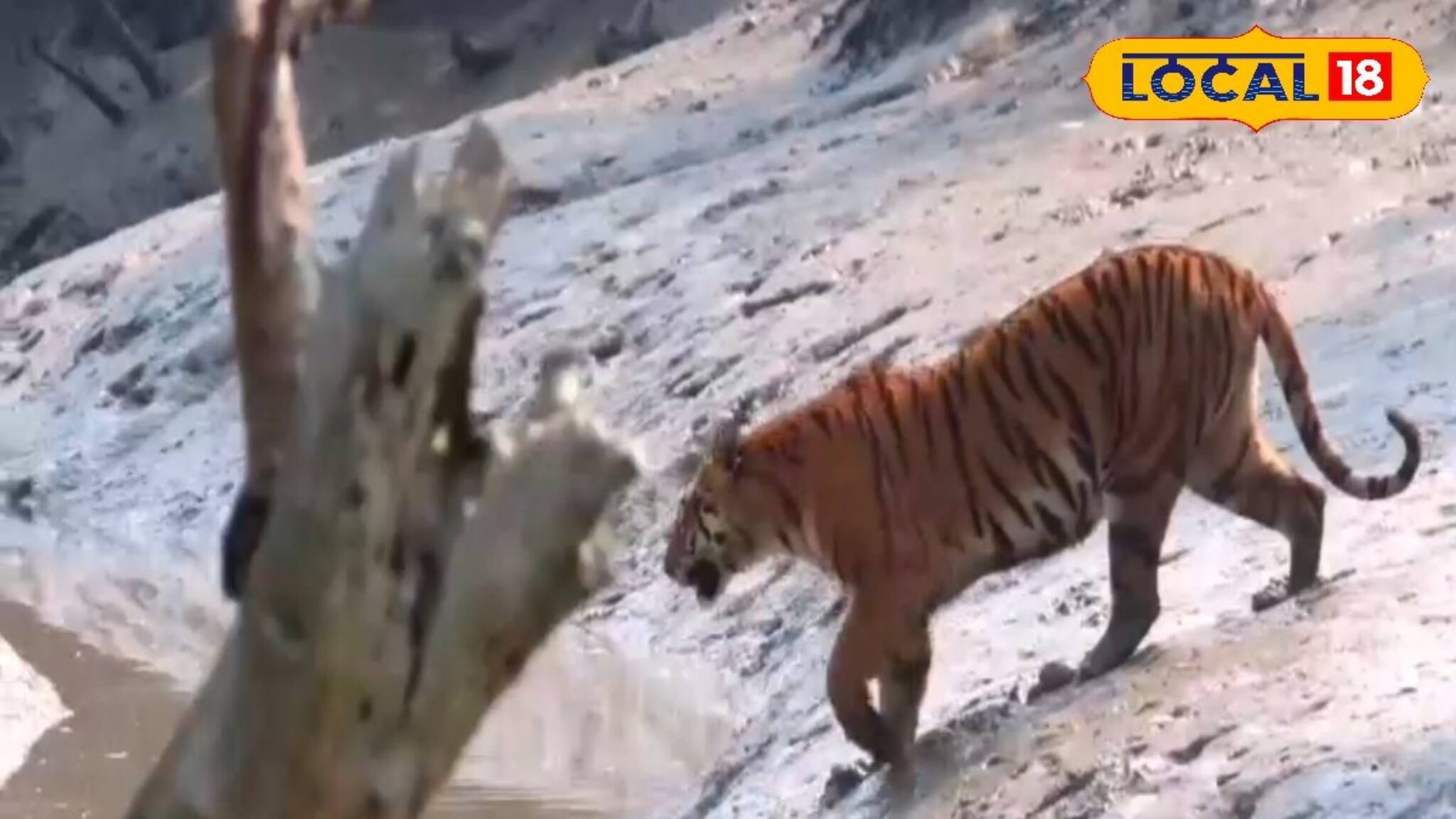 অবশেষে জঙ্গলে ফিরে গিয়েছে বাঘ! স্বস্তি মৈপিঠের কিশোরীমোহনপুরে