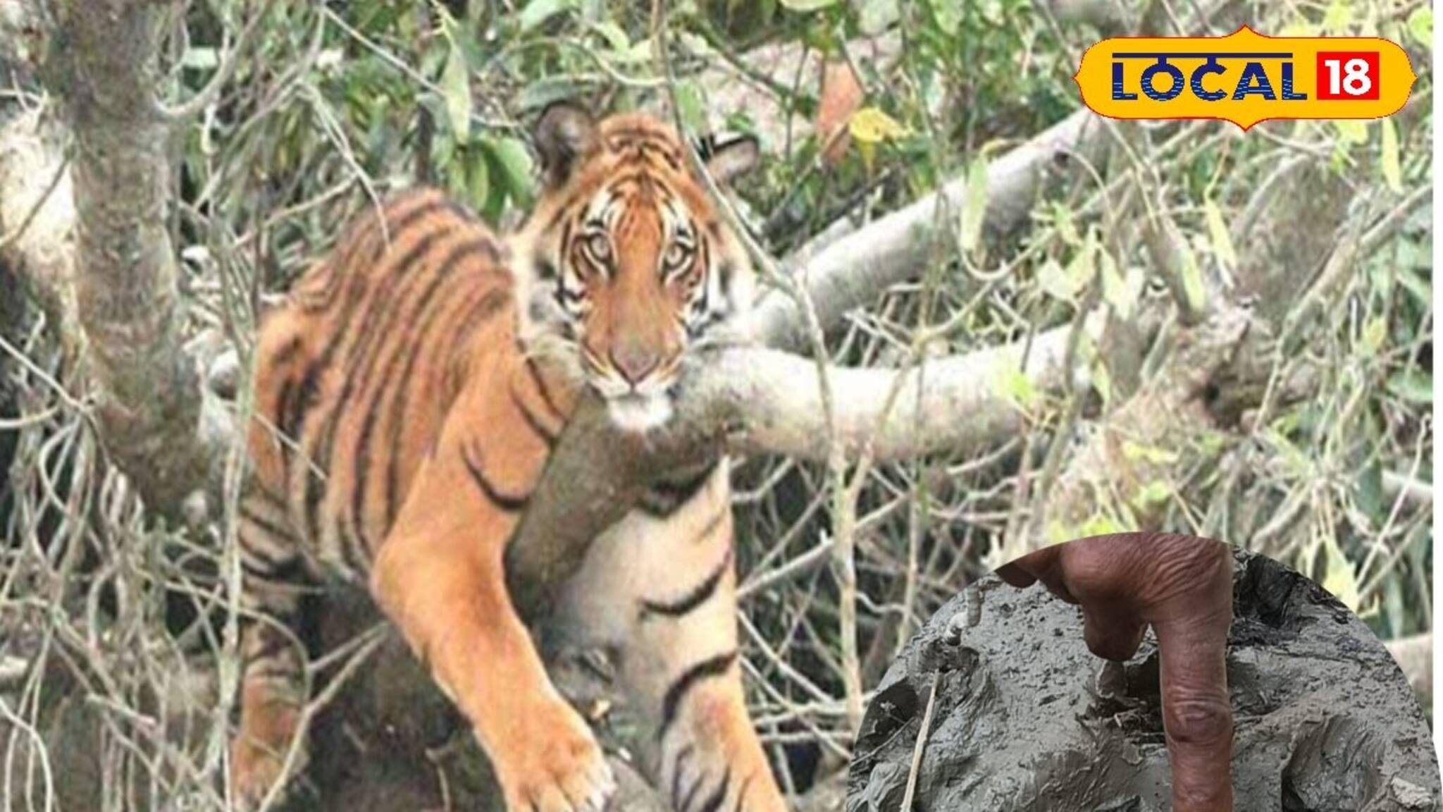 অন্ধকারেই চলে যাচ্ছে প্রাণ! বাইরে বেরোলেই চুপিসারে তুলে নিতে পারে বাঘ! কী অবস্থা কুলতলির?