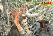 Sundarban Royal Bengal Tiger: সন্ধ্যায় অন্ধকারে গ্রাম, সেই সুযোগ! শিকারের সন্ধানে ওঁত পেতে থাকা বাঘ ঝাঁপিয়ে পড়ে মানুষের উপর!