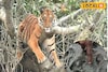 সন্ধ্যায় অন্ধকারে গ্রাম, সেই সুযোগ! শিকারের সন্ধানে ওঁত পেতে থাকা বাঘ ঝাঁপিয়ে পড়ে মানুষের
