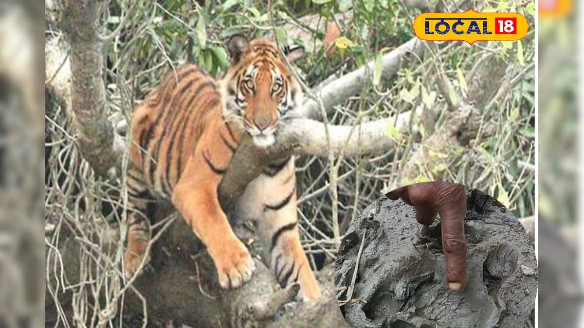 ফের ক্যামেরায় ধরা পড়ল জঙ্গলের রাজা, দেখে উচ্ছ্বসিত পর্যটকরা…দেখুন ভিডিও ফের ক্যামেরায় ধরা পড়ল জঙ্গলের রাজা, দেখে উচ্ছ্বসিত পর্যটকরা…দেখুন ভিডিও