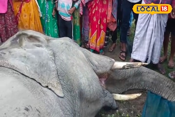 রেললাইন পার হওয়ার সময় ট্রেনের ধাক্কা! ধূপগুড়িতে দাঁতাল হাতির মৃত্যু, আহত আরও ১ রেললাইন পার হওয়ার সময় ট্রেনের ধাক্কা! ধূপগুড়িতে দাঁতাল হাতির মৃত্যু, আহত আরও ১