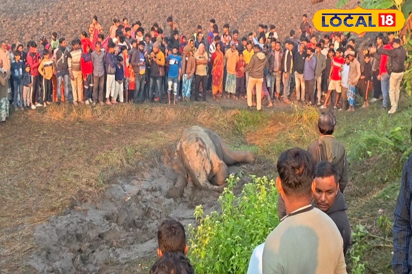 এই মর্মান্তিক দুর্ঘটনার কারণে এলাকাজুড়ে শোকের ছায়া নেমে এসেছে। বন দফতর আহত হাতিটির চিকিৎসা ও দলের নিরাপত্তা নিশ্চিত করতে জরুরি ব্যবস্থা গ্রহণ করছে। (ছবি ও তথ্যঃ সুরজিৎ দে)