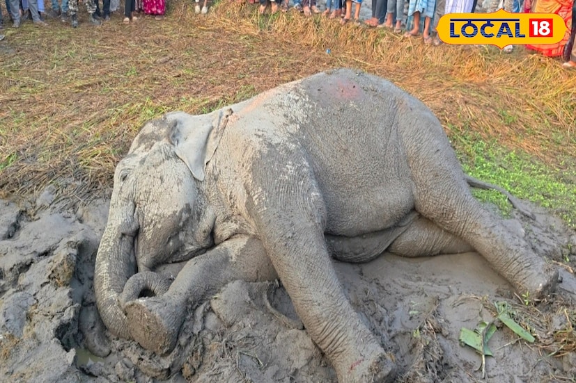 রবিবার ভোরে ধূপগুড়ির ভোটপাড়া এলাকায় রেললাইন পার হওয়ার সময় মালগাড়ির ধাক্কায় গুরুতর জখম হয় দুই হাতি। কিছুদূর এগিয়েই লোকালয়ে ঢুকে মৃত্যু হয় একটি দাঁতাল হাতির। অন্য হাতিটি গুরুতর আহত অবস্থায় রেললাইনের ধারে পড়ে রয়েছে। আহত হাতিটিকে দেখতে ভিড় জমিয়েছেন বহু মানুষ। খবর পেয়ে ঘটনাস্থলে পৌঁছেছেন মরাঘাট রেঞ্জের বনকর্মী এবং রেল কর্তৃপক্ষ।
