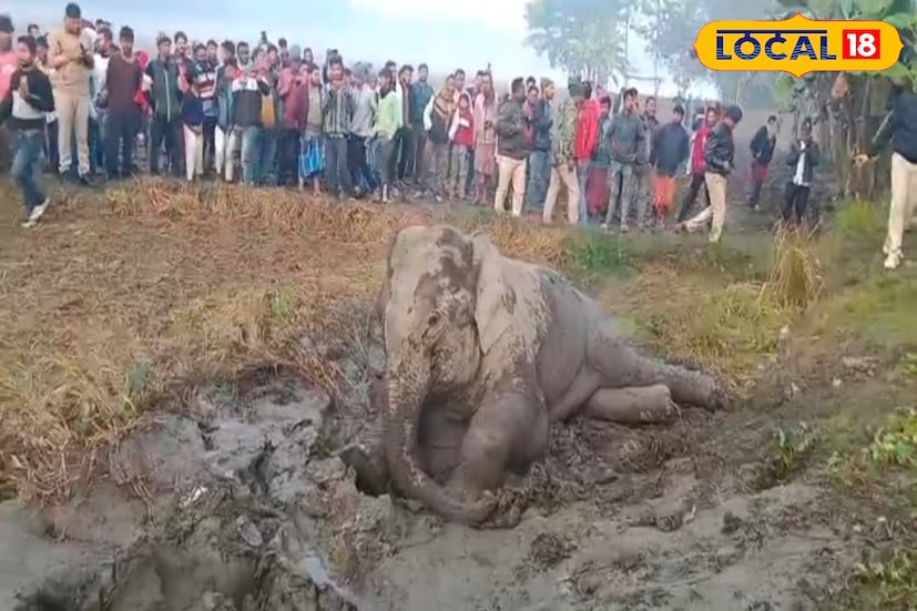 ইতিমধ্যেই ঘটনাটির তদন্তে নেমেছে বন দফতর। গরুমরা ডিভিশনের বনকর্তা জানান, “সম্পূর্ণ তদন্তের পরেই সঠিকভাবে জানা যাবে কীভাবে এই দুর্ঘটনা ঘটল।” 