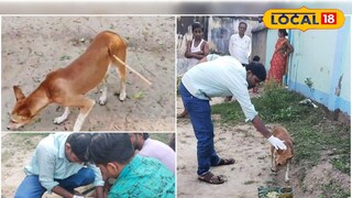 তিরবিদ্ধ পথকুকুর 