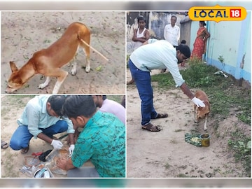 তিরবিদ্ধ পথকুকুর তিরবিদ্ধ পথকুকুর