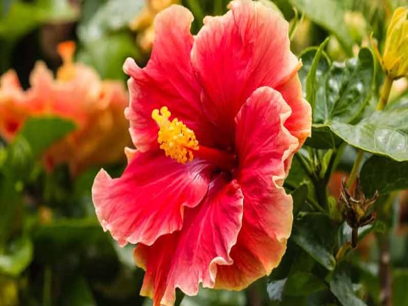 *সঠিক জল দেওয়ার কৌশল শিখুনঃ শীতকালে গাছগুলিকে জল দেওয়ার দিকে বিশেষ মনোযোগ দেওয়া উচিত। আর্দ্রতা দ্রুত বাষ্পীভূত হয় না, তাই দিনে মাত্র একবার গাছে জল দিন। সবচেয়ে গুরুত্বপূর্ণ বিষয়, জল দেওয়ার কৌশল, যা লোকেরা প্রায়শই ভুল করে।